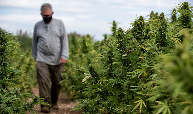 New study shows cannabis can distort reality through false memories