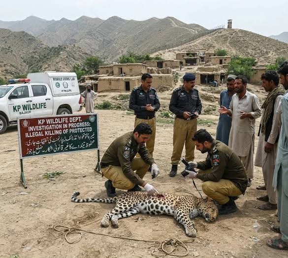 KP launches probe after villagers kill leopard in Bajaur over livestock attacks