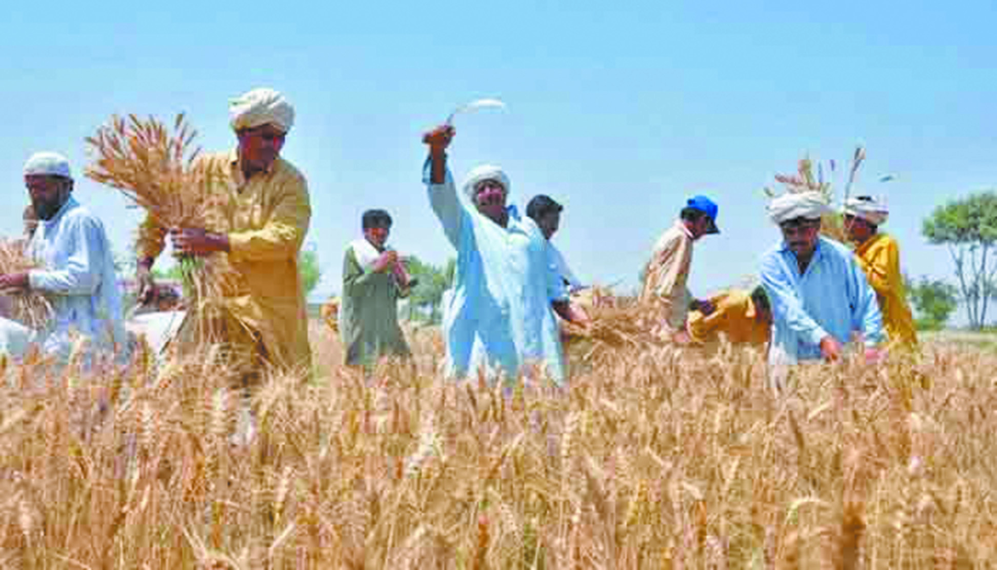 Sustainable farming and Pakistan’s economic future