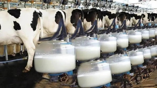 Pakistan’s milk output surges 82% in two decades as dairy sector gains strength