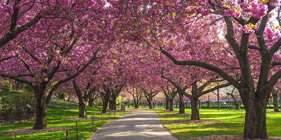 Spring blossoms revive tourism and daily life in Gilgit-Baltistan