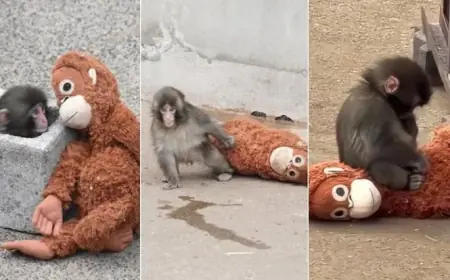 Viral Monkey Sensation Captures Hearts Worldwide
