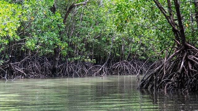 Minster eyes up to $50m annually from mangrove carbon market, urges stronger conservation efforts