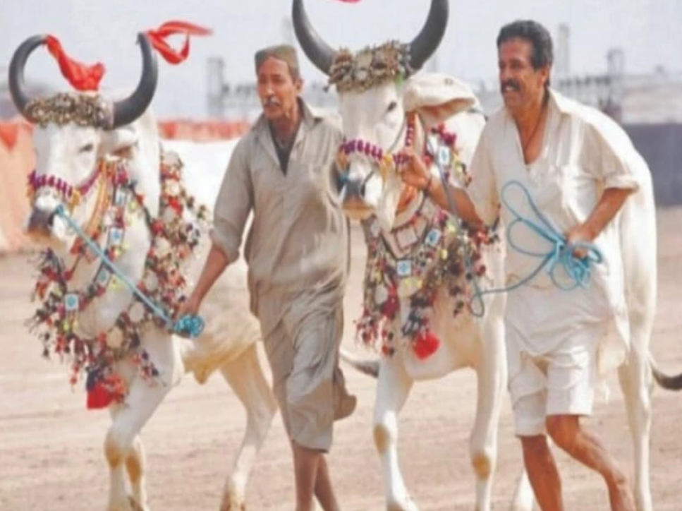 Festival celebrating equestrian heritage returns to Lahore