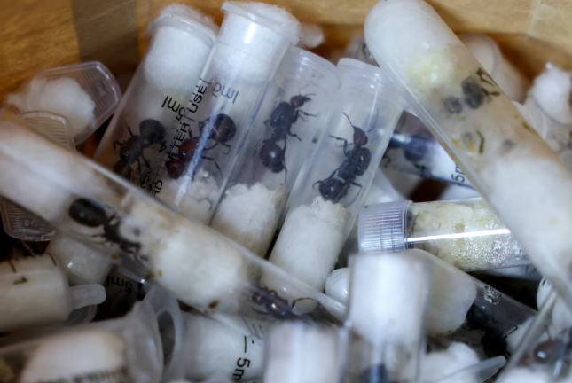 Chinese national arrested in Kenya for attempting to smuggle over 2,000 live ants