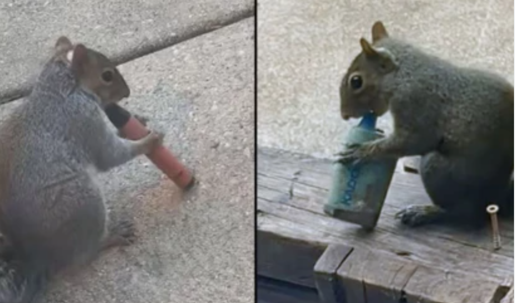 Viral videos show squirrels ‘vaping’ but there’s a worrying truth behind it