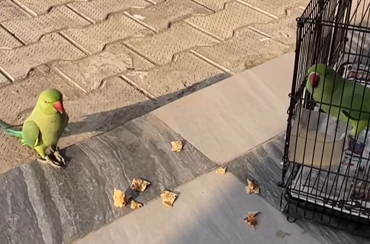 'Freedom looks good on her': Parrot’s romantic escape goes viral
