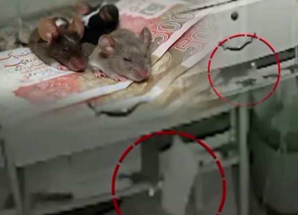Shopkeeper discovers 'royal' mouse stealing Rs5,000 notes in viral video