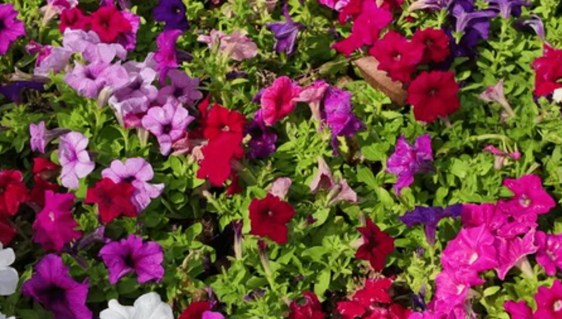 PHA plants 150,000 petunias as Faisalabad launches spring greening drive