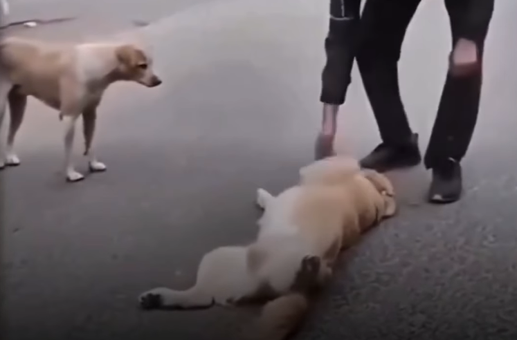 'Pick me too': Stray dog mimics pet in heartbreaking plea for love