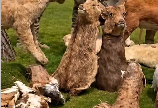 Lahore wildlife raid exposes illegal taxidermy network after lion skinning video 