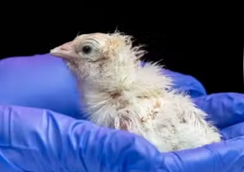 Could extinct giants return? First-ever lab-grown chick comes alive