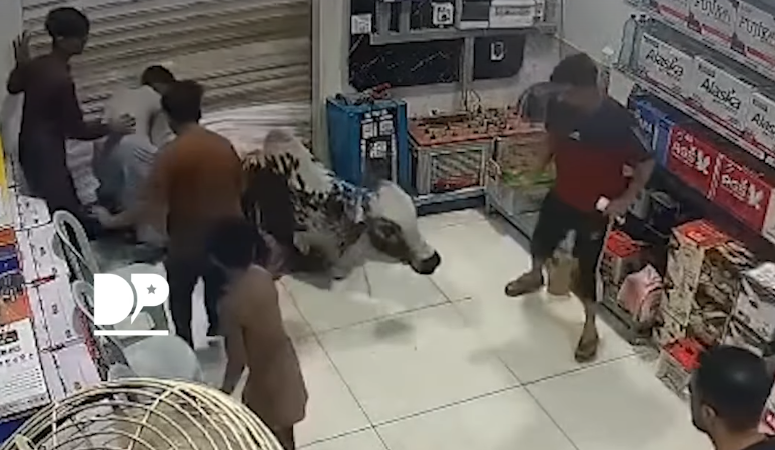 Karachi battery shop turns into battleground after cow charges in