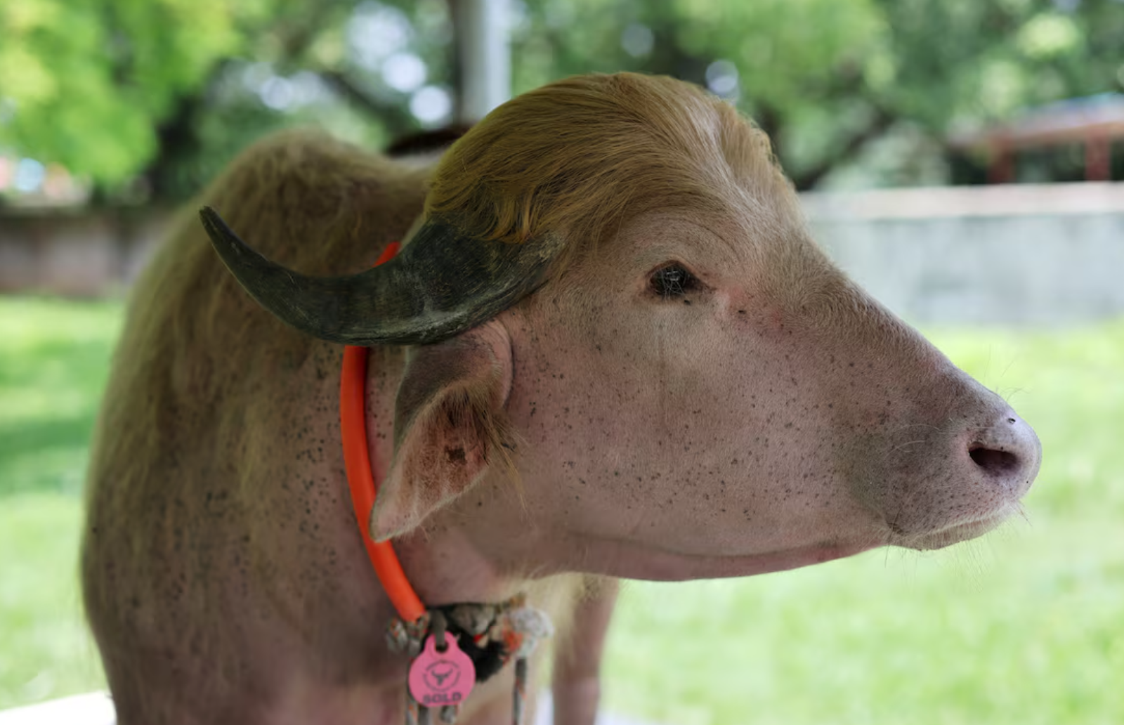 'Trump survives again': Viral Trump buffalo rescued from Eid sacrifice at last moment