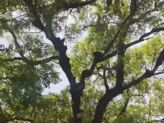 Monkey turns tree into an ATM after snatching lawyer’s cash-filled bag