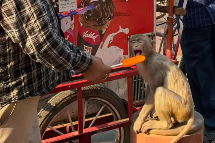 People thought monkeys were stealing ice lollies — the truth left the internet in tears