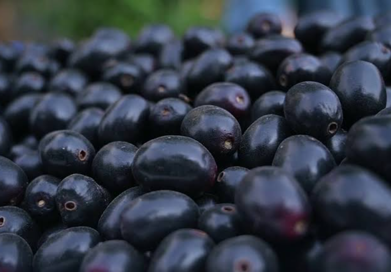 South Punjab’s jamun harvest goes largely to waste
