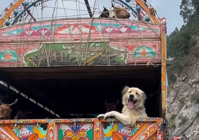 VIDEO: Dogesh bhai hops on truck to travel to Naran