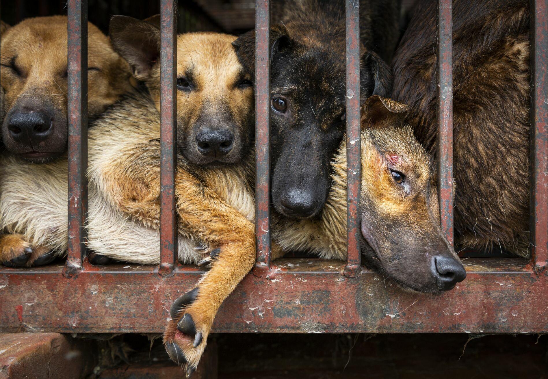 Before you board your pet in Karachi, read this warning from a devastated dog owner