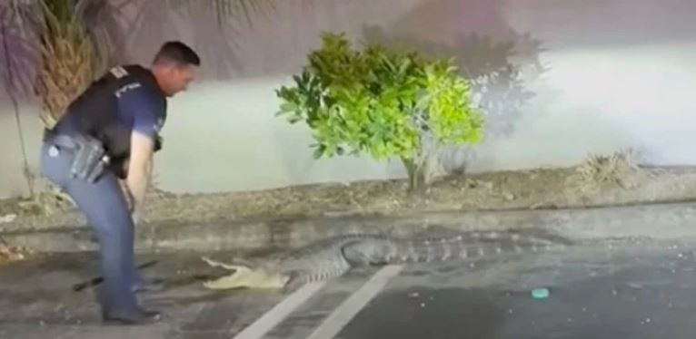 Officer wrestles alligator in parking lot, captures reptile safely