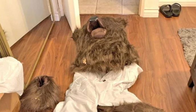 Men caught wearing bear costumes and attacking cars for insurance