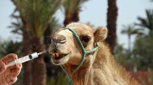 Oman’s $60M Pageant Rejects Botoxed Camel Beauties