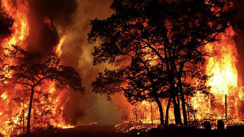 Wildfire rages through Saleem Bagh forest