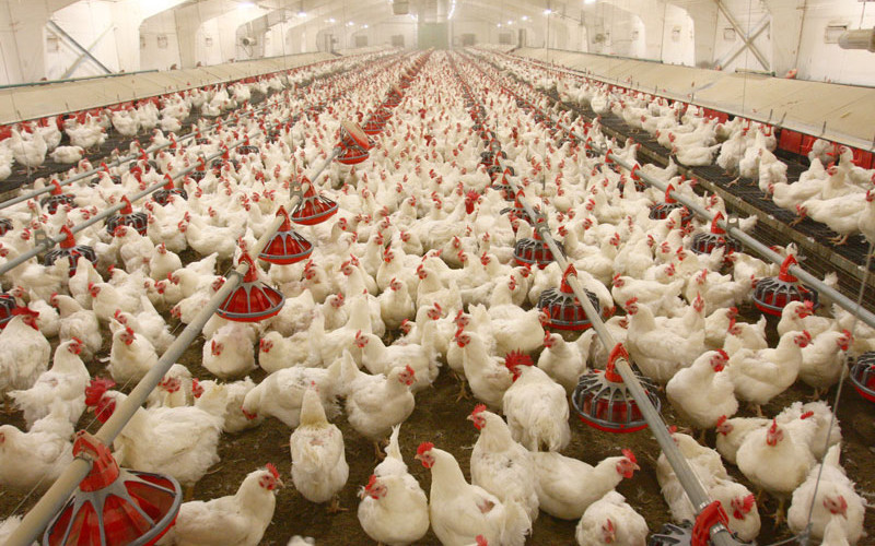 400 poultry units distributed among applicants