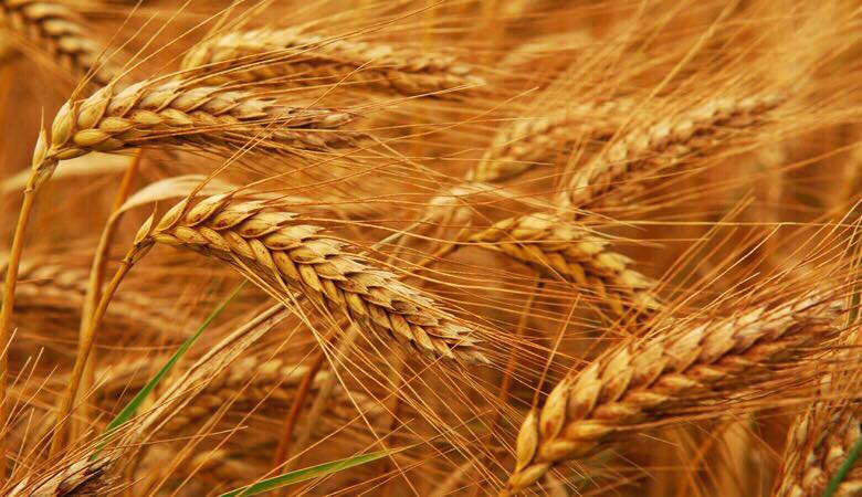 GB to purchase 13000 MT wheat to meet shortages