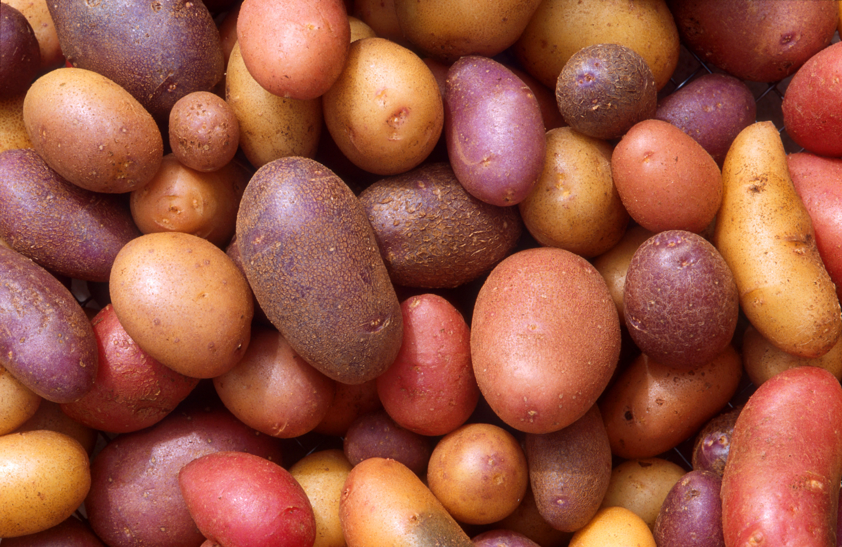 China a potentially big market for Pakistani potato