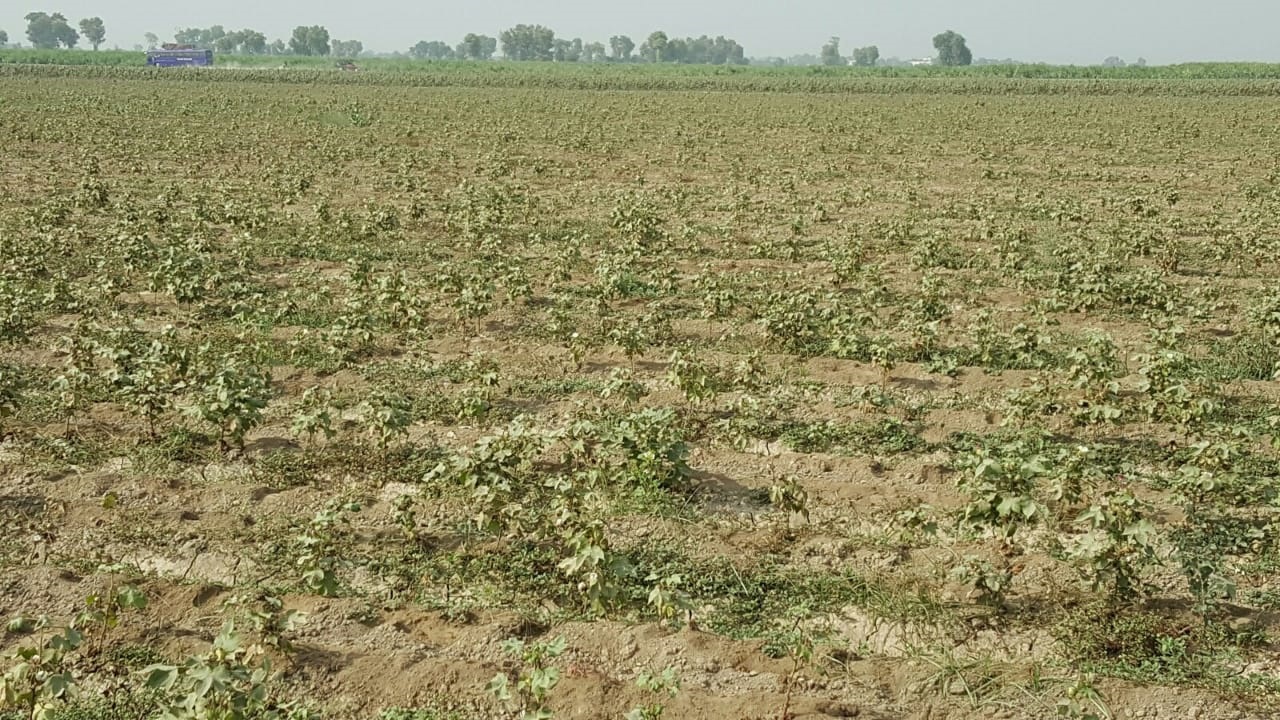 Sindh’s lifeline drying up, Indus water shortage threatens province's agriculture
