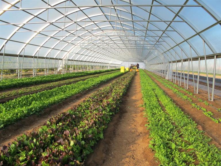 Punjab caretaker govt approves pilot shrimp farming program