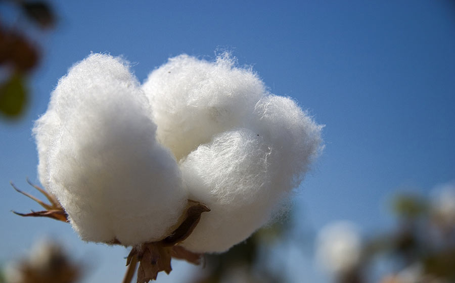Pakistan slips to 7th place in cotton-producing countries list