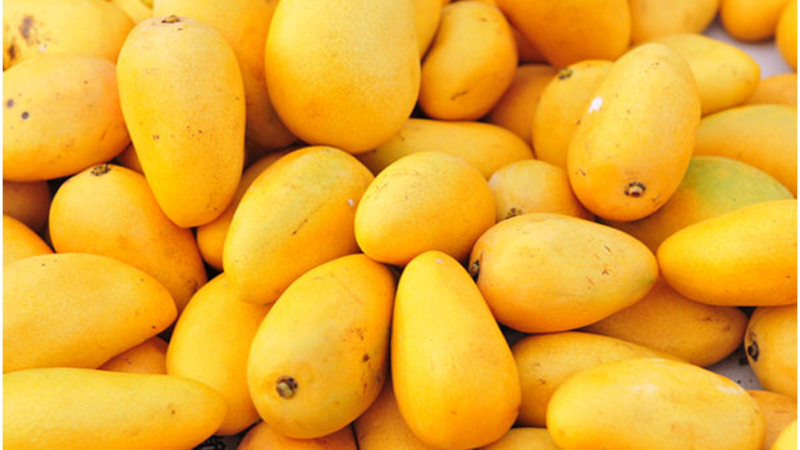 Food Ministry‘s poor strategy puts mango export in jeopardy