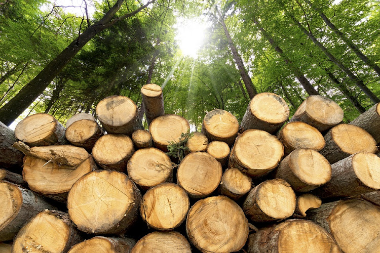 Timber mafia kills forest officer in Upper Dir
