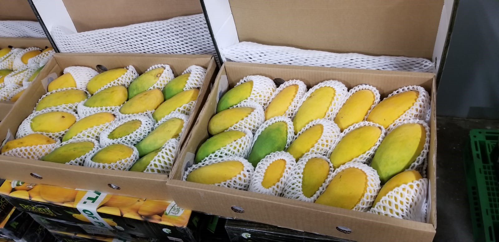 Pakistani mangoes in high demand in China