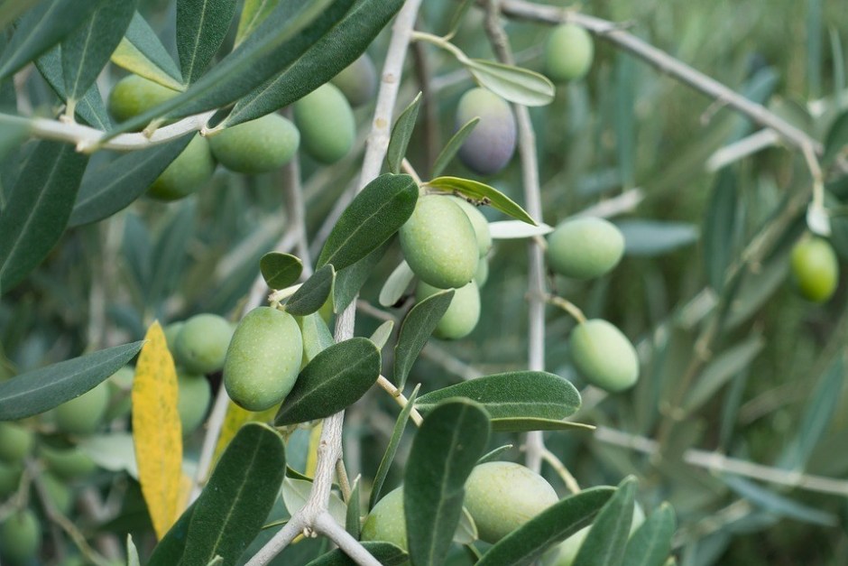 Olive cultivation project launched to boost farmers' income in Swat
