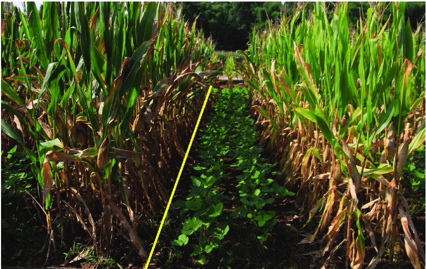 Chinese intercropping tech tailored for Pakistan to reduce soybean imports