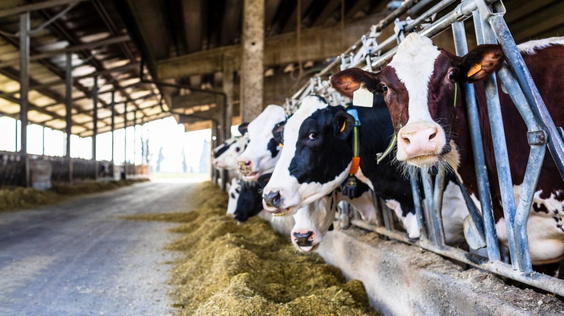 Chinese companies keen to explore dairy cooperation with Pakistan