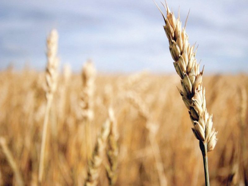 'Modern nutritional wheat varieties introduced to help fight diseases'