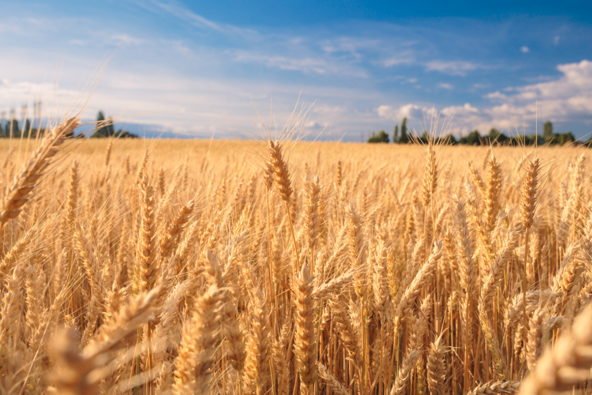 Punjab Governor chairs meeting on wheat procurement campaign