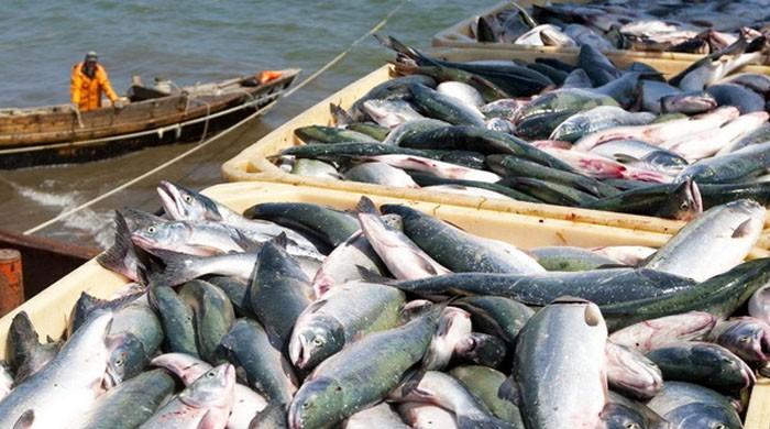 'Fisheries development can enhance exports'