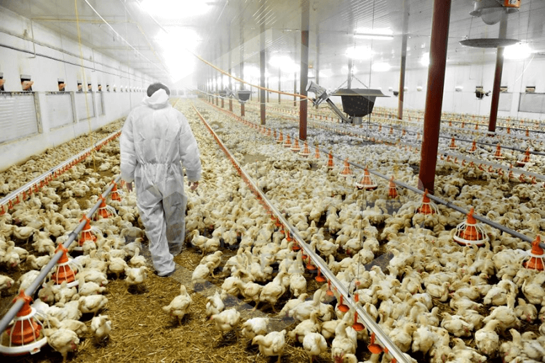 Poultry farmers raise concerns over rising input costs 