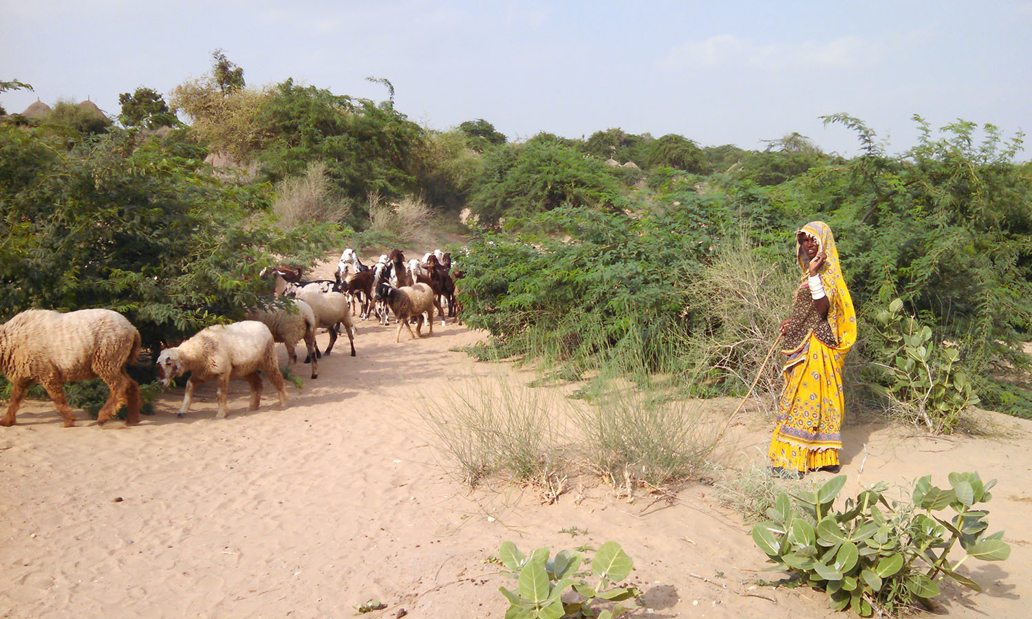 PARC, WFP to promote agriculture in desert areas