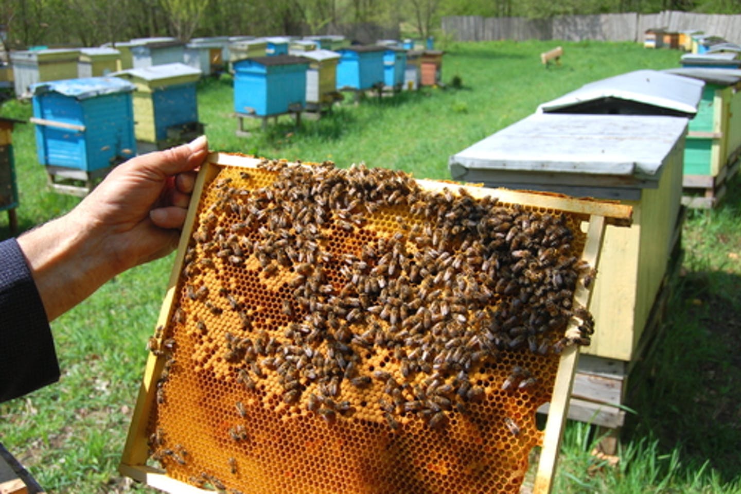 Covid-19 slashes KP honey production by 60pc