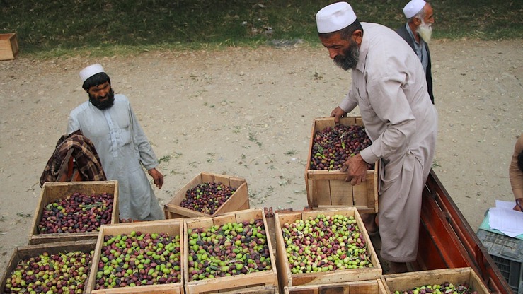 Nine olive extraction plants installed under PSDP
