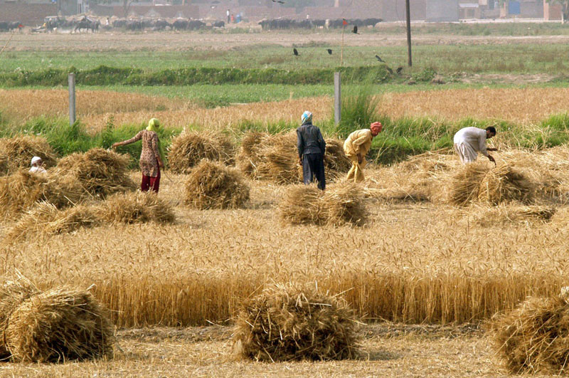 Agriculture expert advises to cultivate new type sesame crop