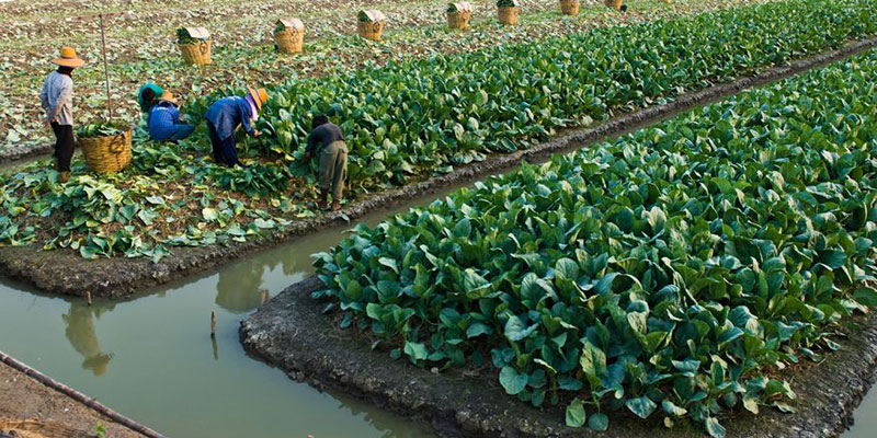 SHC orders action against use of sewage for vegetable cultivation