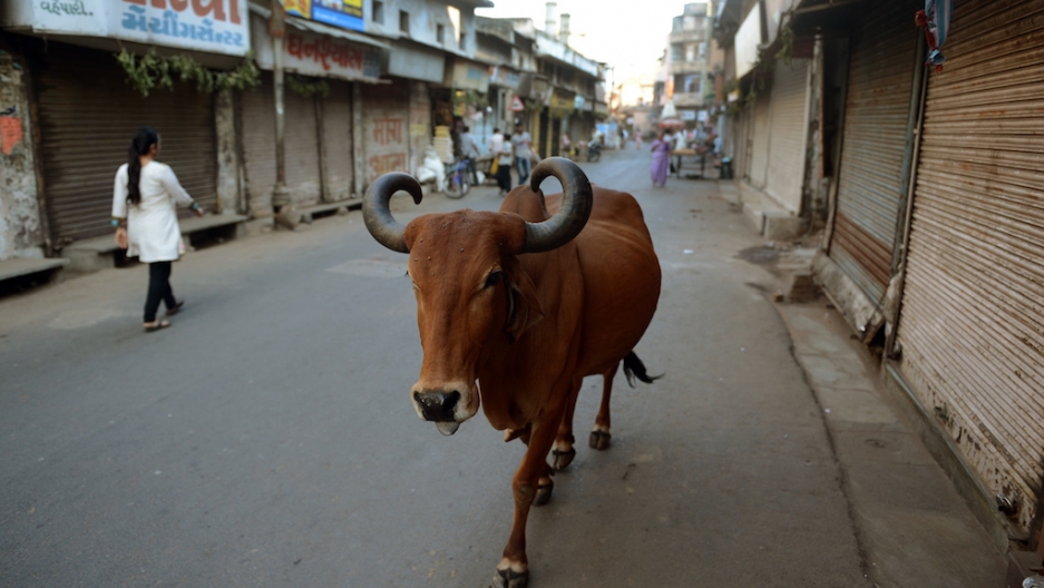 Landlord accused of mutilating cow in Jehlum district