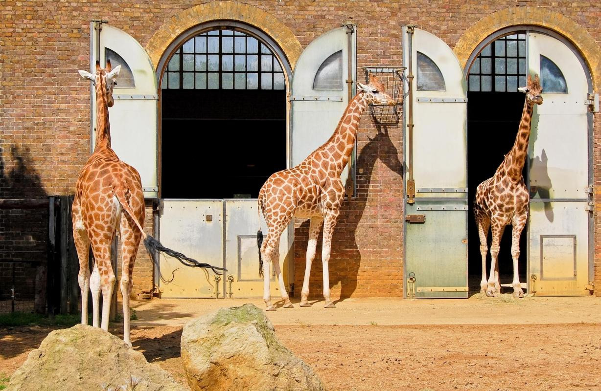 Locked down and lonely, London Zoo faces fight to survive